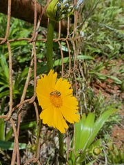 Apis mellifera scutellata