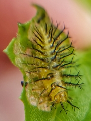 Henosepilachna vigintioctopunctata