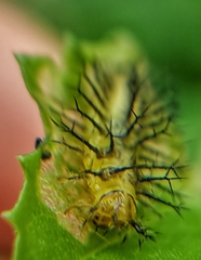 Henosepilachna vigintioctopunctata