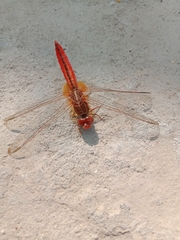 Crocothemis