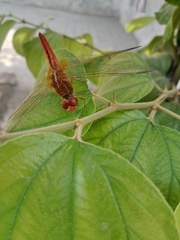 Crocothemis
