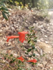 Clinopodium coccineum