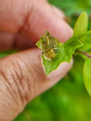 Henosepilachna vigintioctopunctata