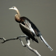 Anhinga rufa rufa
