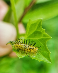 Henosepilachna vigintioctopunctata