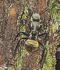 Camponotus arboreus