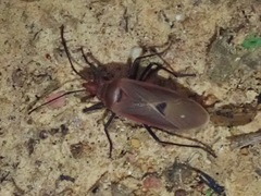 Dysdercus fuscomaculatus