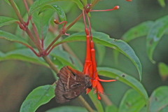 Fuchsia boliviana