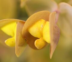 Rafnia amplexicaulis