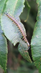 Scolopendra mutilans