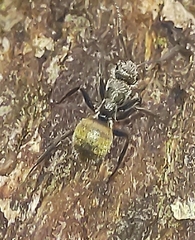 Camponotus arboreus