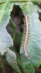 Scolopendra mutilans