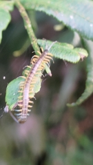 Scolopendra mutilans