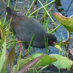 Zapornia flavirostra