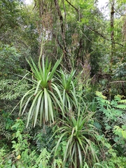 Cordyline