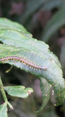 Scolopendra mutilans