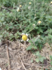 Tridax