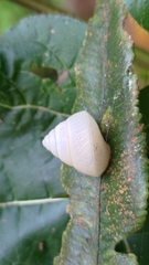 Satsuma phoenicis