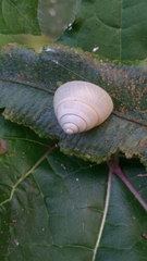 Satsuma phoenicis
