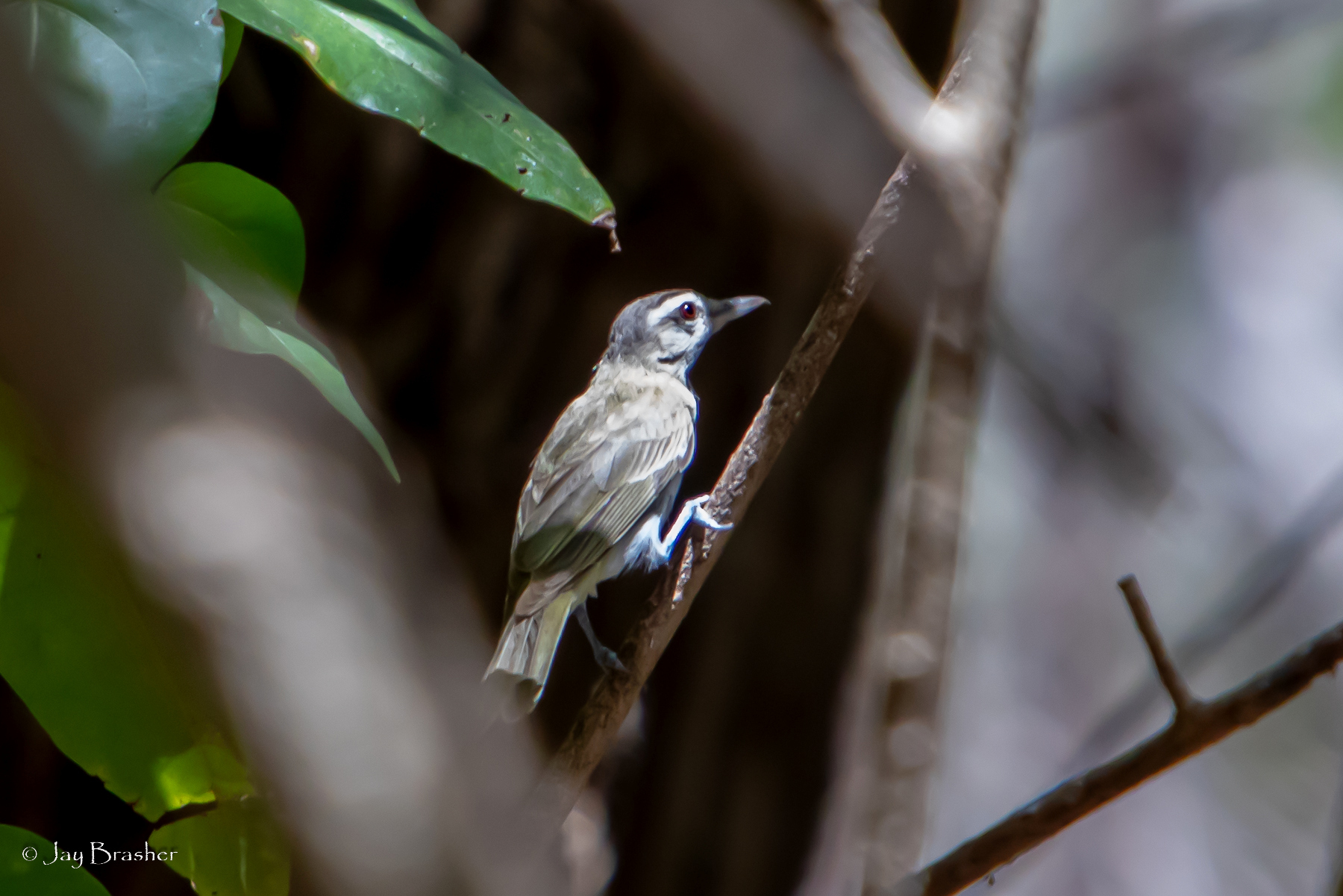 Black-whiskered Vireo (Vireo altiloquus)