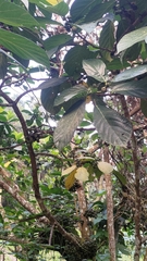 Ficus benguetensis