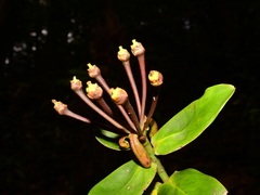 Marcgraviastrum pendulum