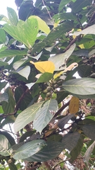 Ficus benguetensis