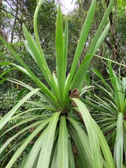 Cordyline