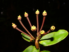 Marcgraviastrum pendulum