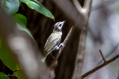 Vireo altiloquus