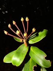 Marcgraviastrum pendulum