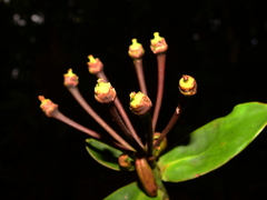 Marcgraviastrum pendulum