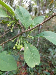Vassobia breviflora