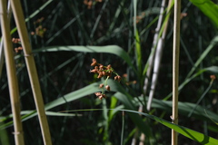 Schoenoplectus lacustris