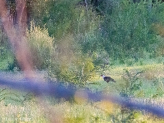 Caracara plancus cheriway