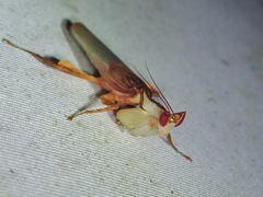 Hymenopus coronatus