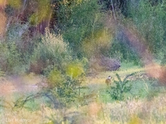 Caracara plancus cheriway
