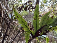 Doryopteris angelica