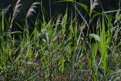 Schoenoplectus lacustris