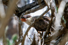 Caracara plancus cheriway