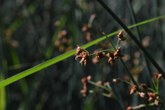 Schoenoplectus lacustris