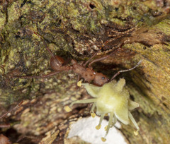 Acromyrmex octospinosus