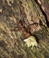 Acromyrmex octospinosus
