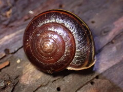 Helminthoglypta sequoicola