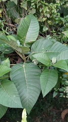 Dendrocnide meyeniana