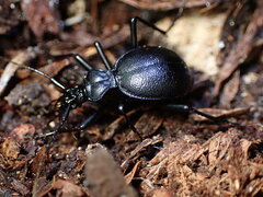 Scaphinotus cristatus