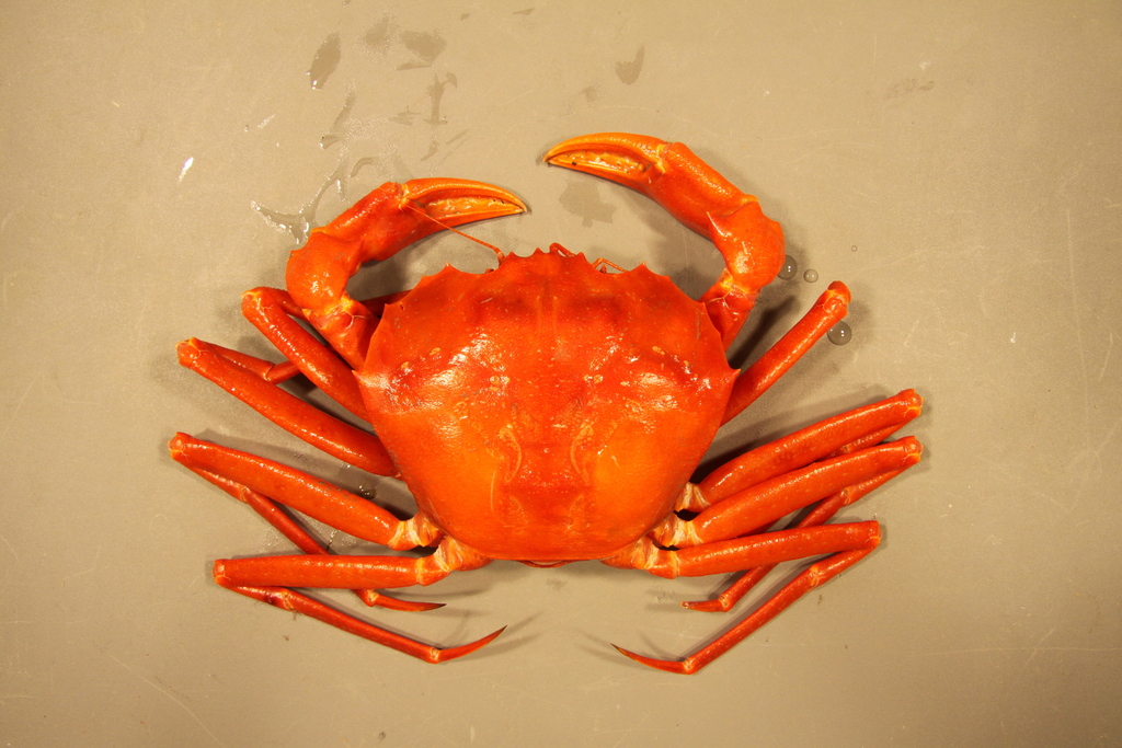 Red Deepsea Crab