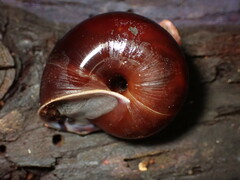 Helminthoglypta sequoicola