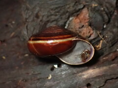Helminthoglypta sequoicola