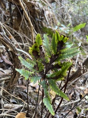 Doryopteris angelica